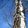 Birch Tree