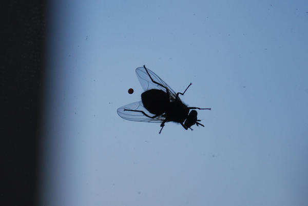 Fly Bug Deviantart insect by spreadeagle on DeviantArt