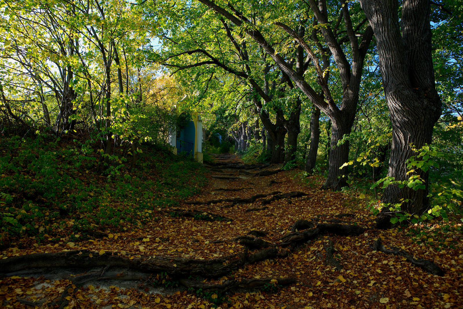 Gumpoldskirchen Forrest