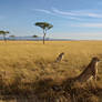 Masai Mara Cheetahs