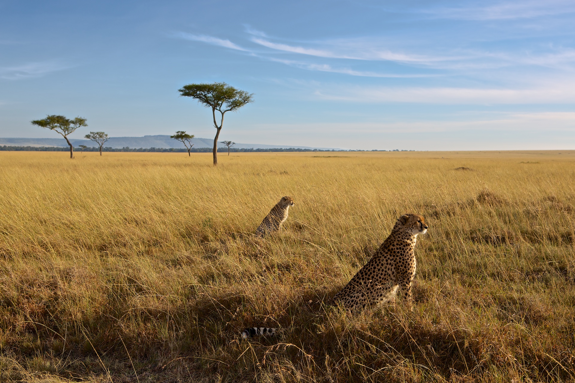 Masai Mara Cheetahs