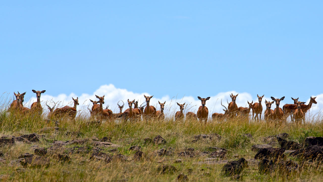 Gazelle Herd