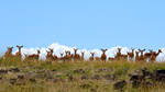 Gazelle Herd by batmantoo