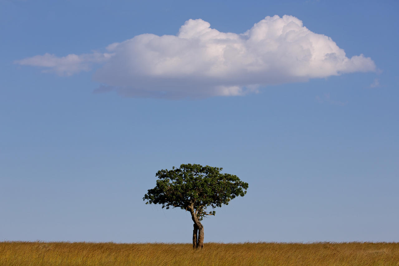 Sausage Tree