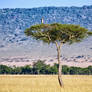 Stork On Tree