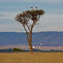 Landing Stork