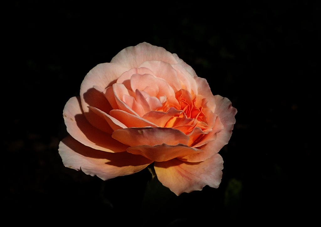Orange Rose by BrightEyes03