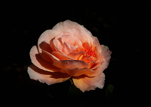 Orange Rose