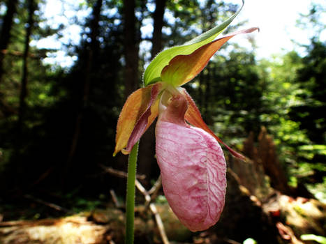 Lady Slipper