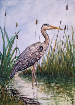 Gray Heron