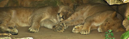 sleeping Lions