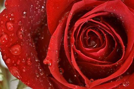 red rose close up water drops