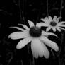 Bw flower