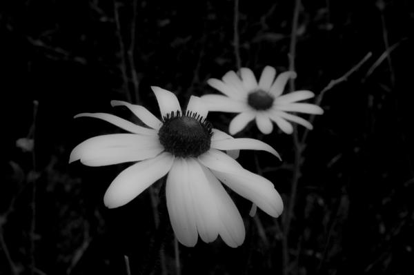 Bw flower