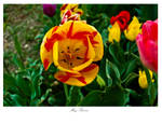 May Flowers Tulip by yamiyalo