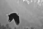 Eagle 3 BW by yamiyalo