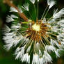 wet dandelion