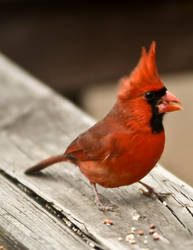 cardinal