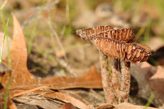 little mushrooms