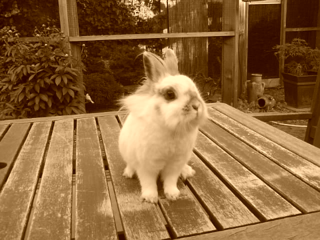 my bunny