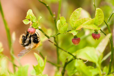 Busy bumble-bee