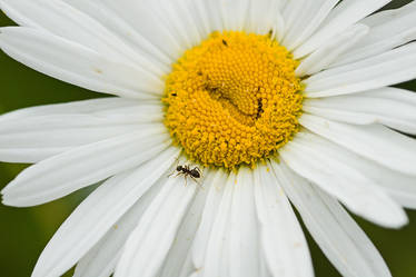 Daisy and The Ant