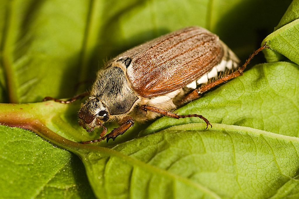 May bug by duncan-blues on DeviantArt