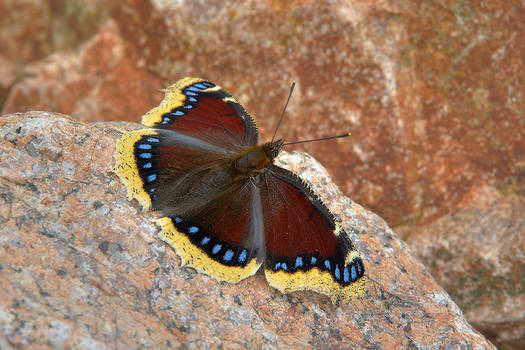 Mourning Cloak