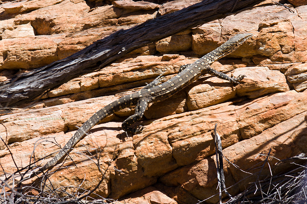 Perentie monitor lizard