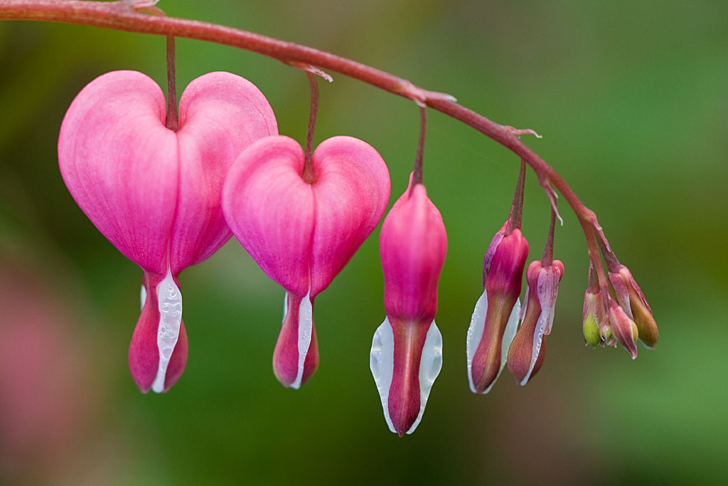 Bleeding hearts