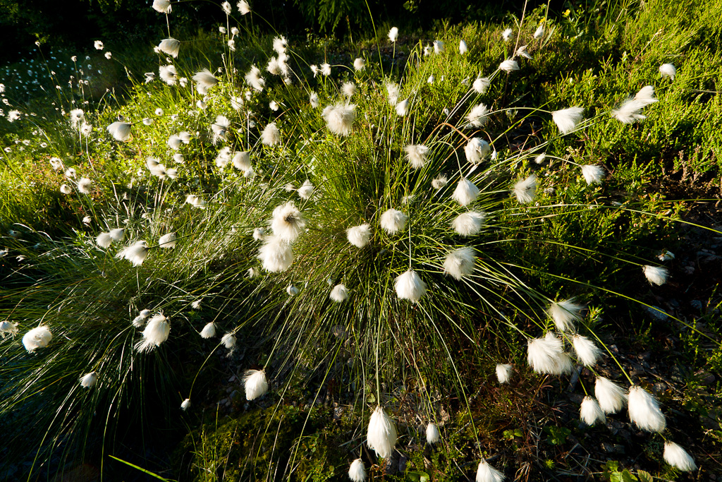 Cotton Explosion