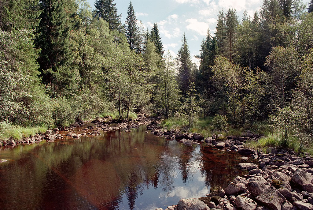 Sunny creek