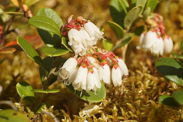 Lingonberry blossoms