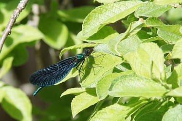 Beautiful Demoiselle