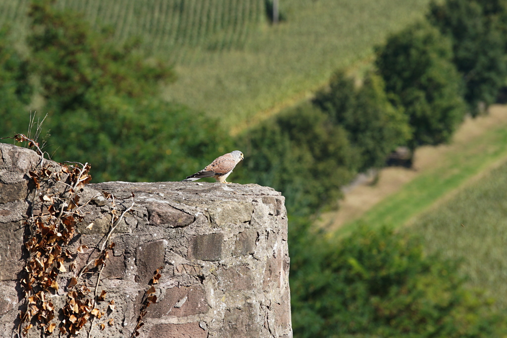 On the lookout