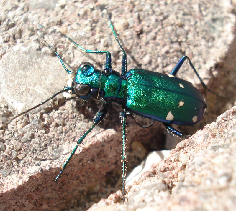 Six Spotted Green Tiger Beetle