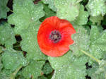 Ladies Mantle Poppy? by KeswickPinhead