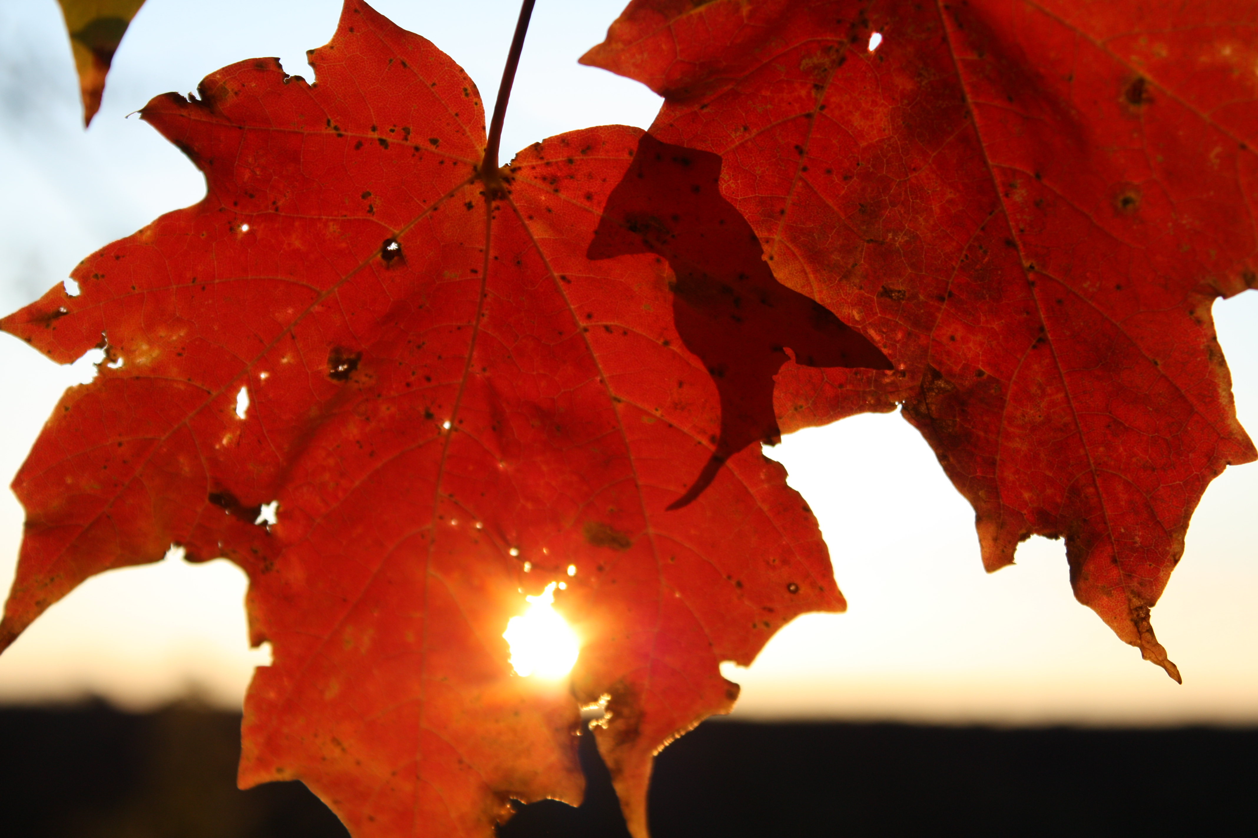 Autumn Maple Sunrise Peekaboo