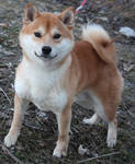 Chico Shiba Inu by KeswickPinhead