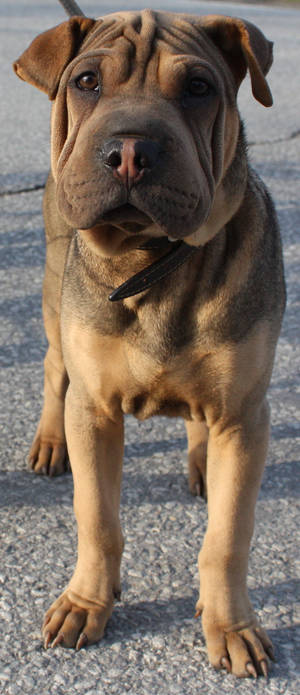 Holden the Sharpei