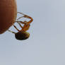 The Fingertip Spider