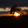 Wild Grass Sunrise