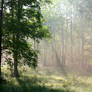 A Misty Morning Meadow