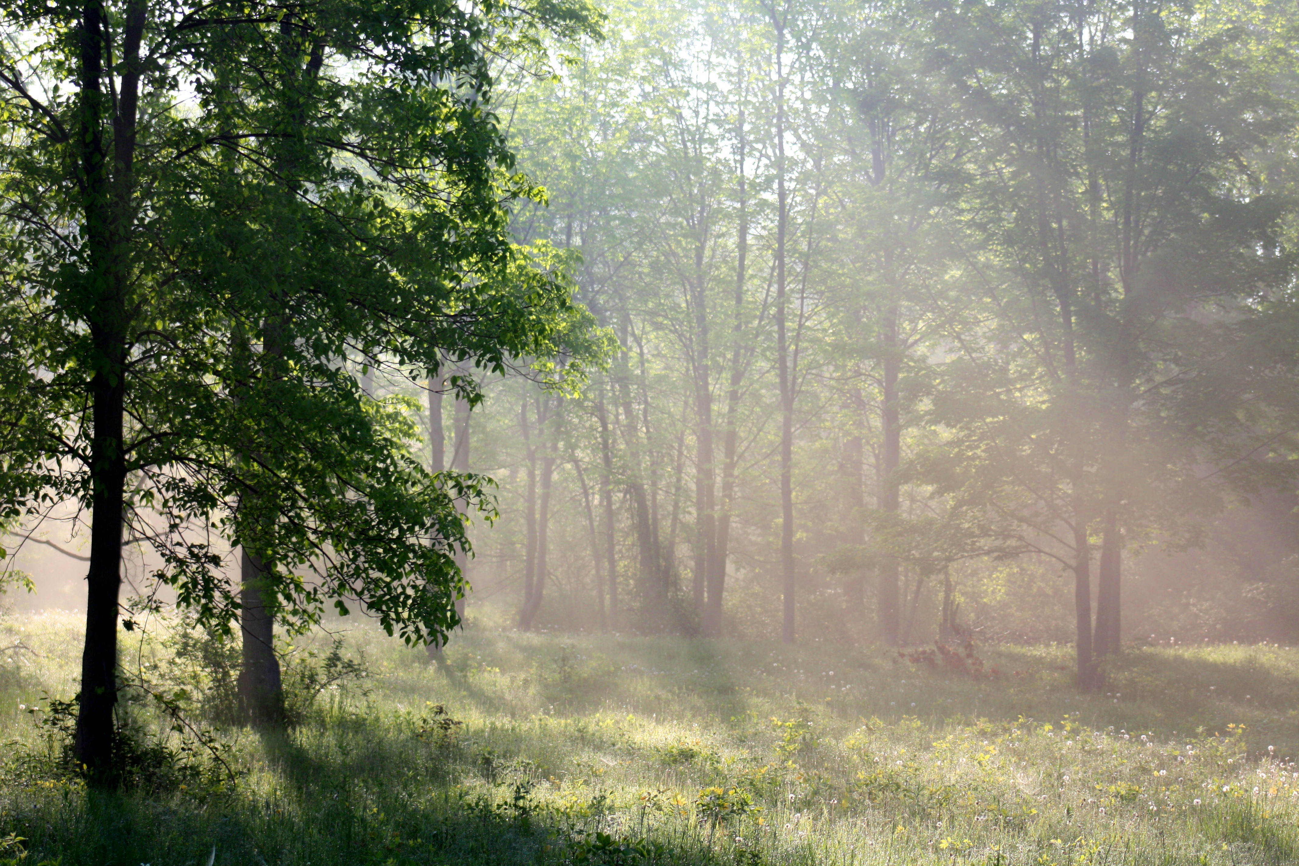 A Misty Morning Meadow
