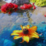 Flower Fun in the Pond