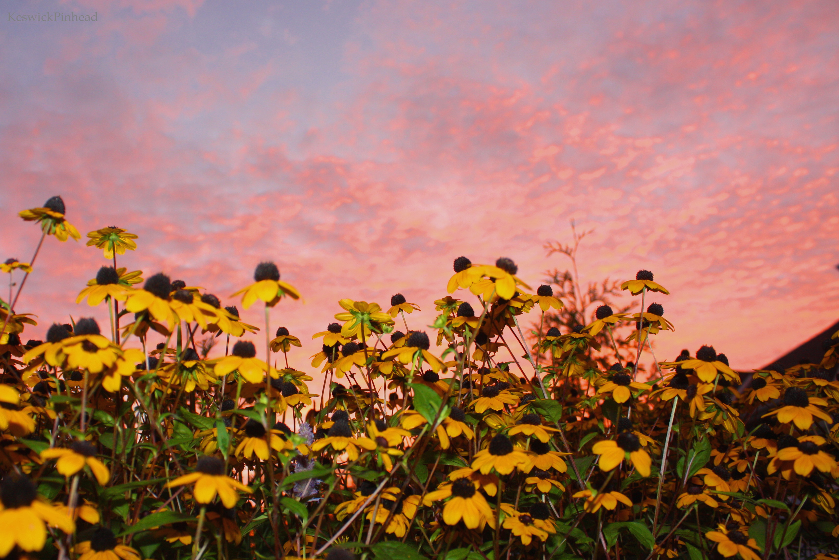 Crimson Sky Rudbeckia