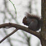 Nut Gobbler in a Tree
