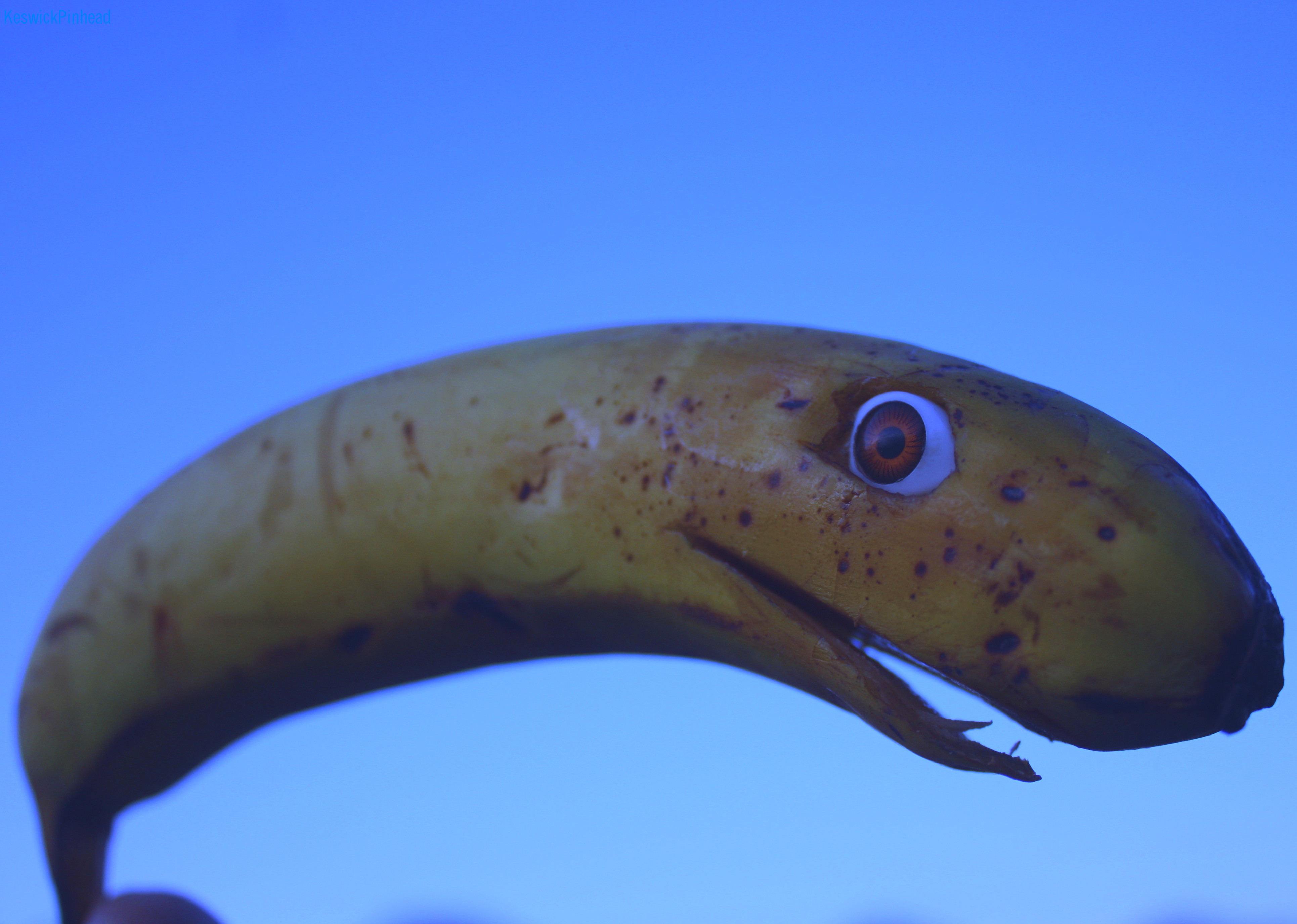 Moby Banana: The Great Yellow Whale