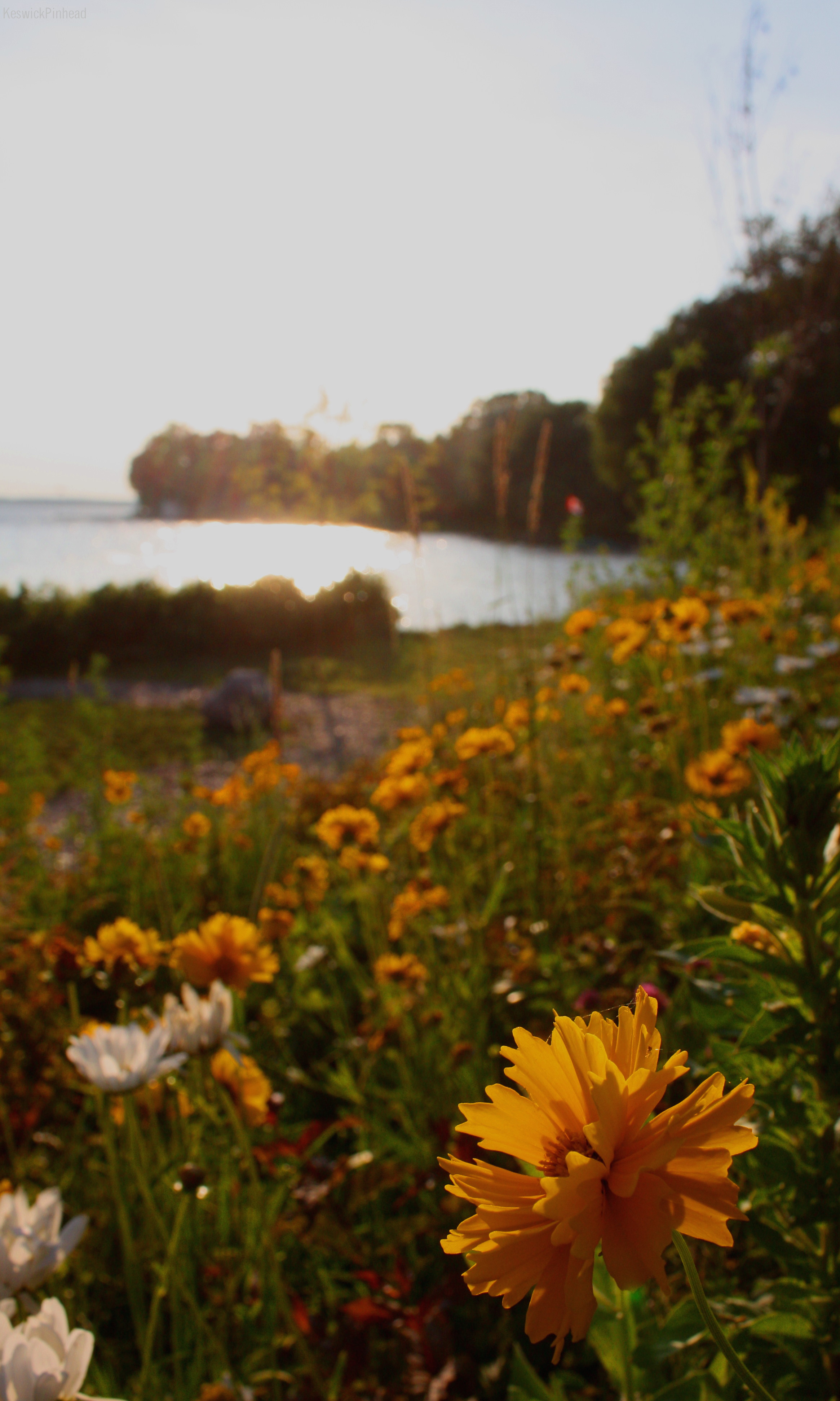 Lakeside Flowerbank