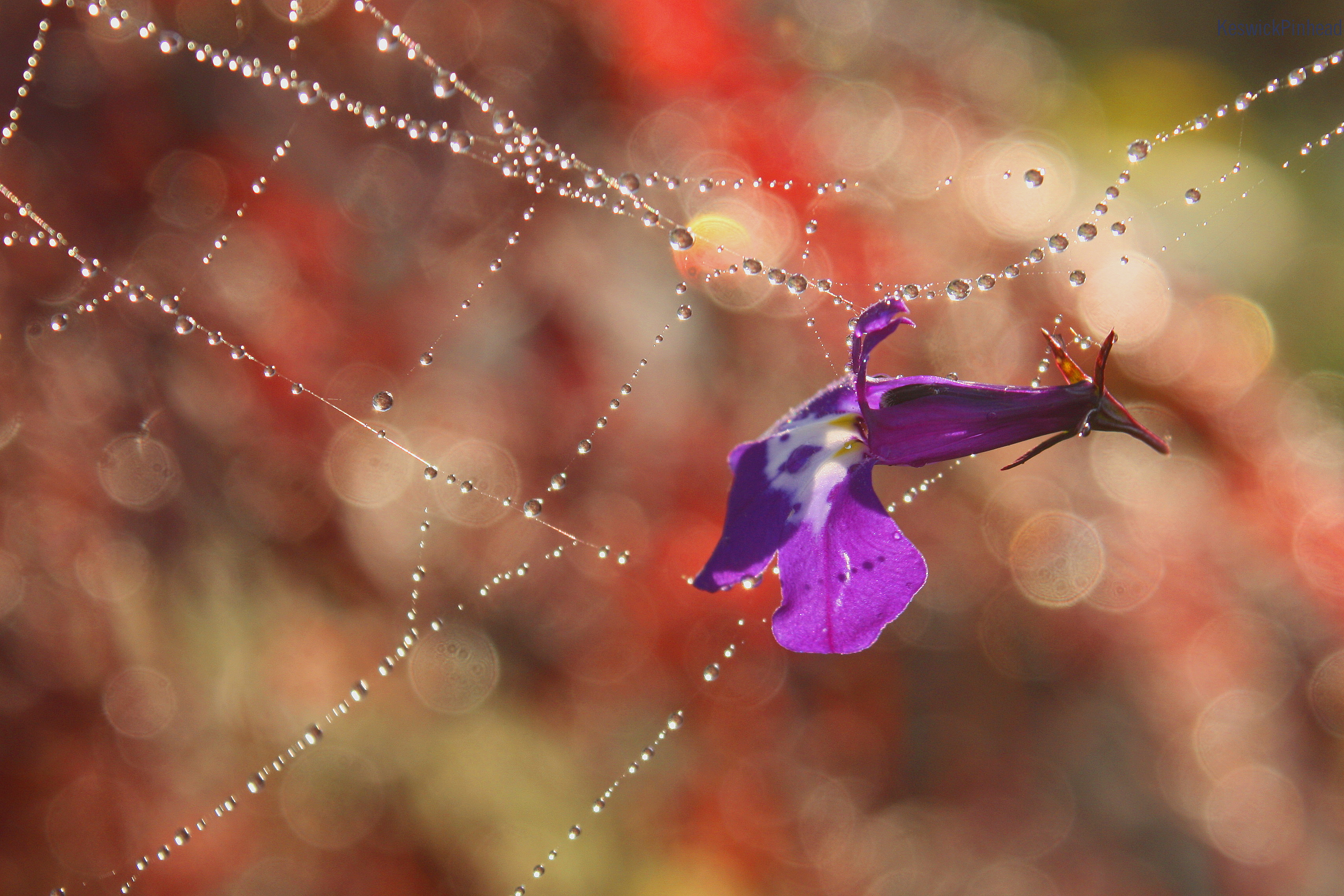 Spiderweb Lobelia